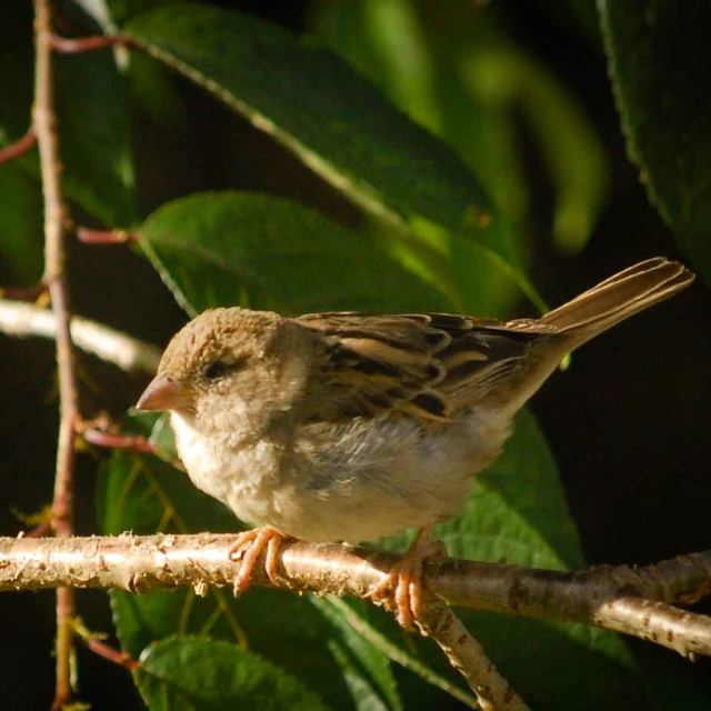 a bird is sitting on a nch in a tree