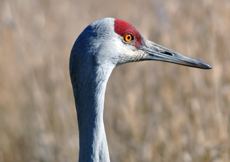 a large blue and white bird with a red beak