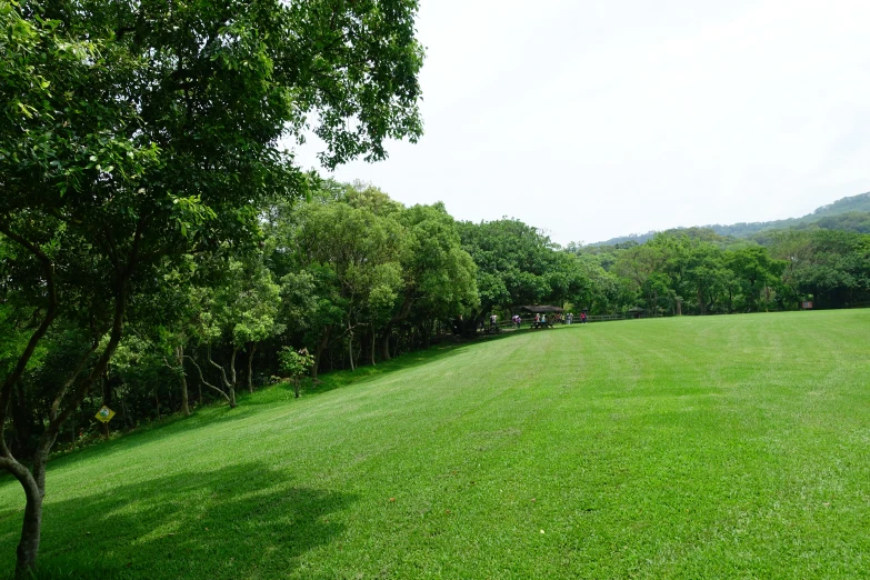 a large, green field with trees in the background