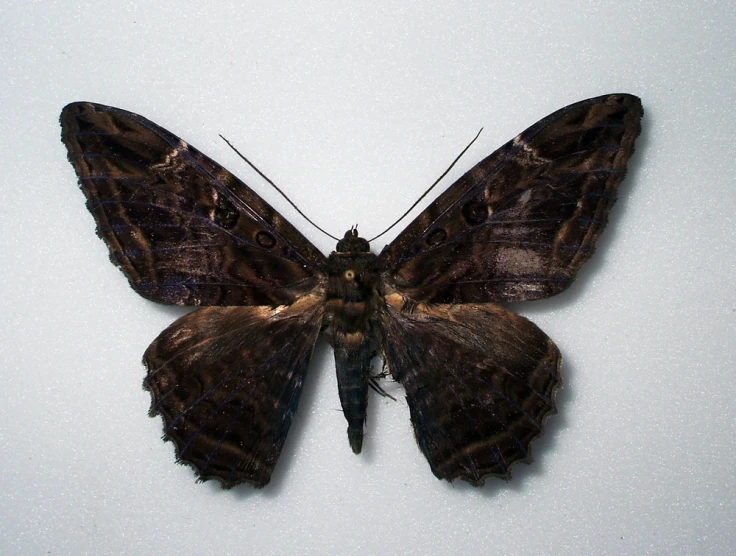 a erfly sitting on top of a white surface