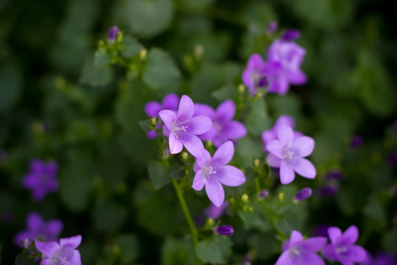 small purple flowers with leaves and stems together