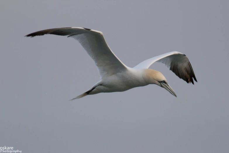 a seagull soaring high in the sky above the ocean