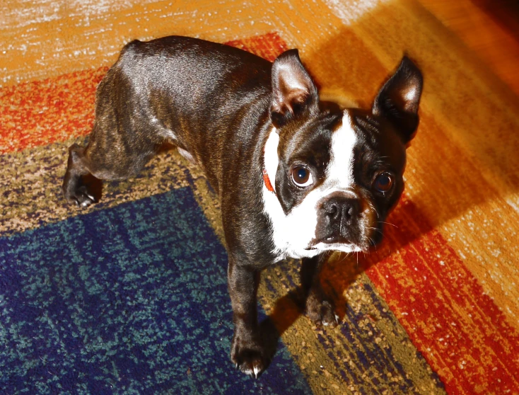 the small dog is standing on the multicolored carpet