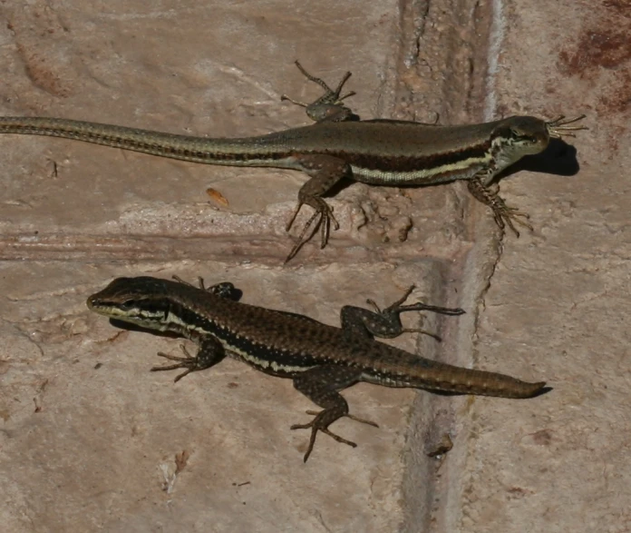 two lizards sitting on top of a stone slab