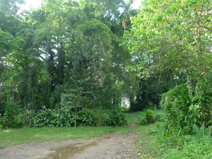 the grass is covered with lots of trees and bushes