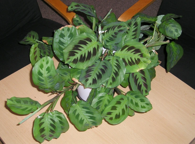 a plant that is growing from the top of a table