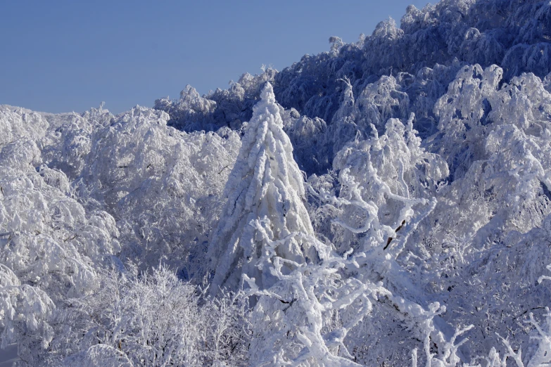 a tall group of trees covered with ice