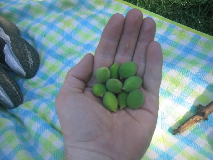 a person holding out green peas on top of a checkered blanket