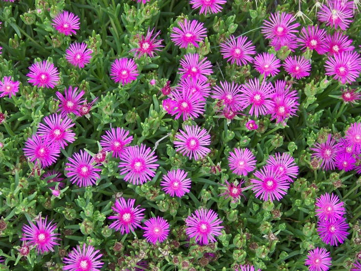 purple flowers blooming and green stems in a field