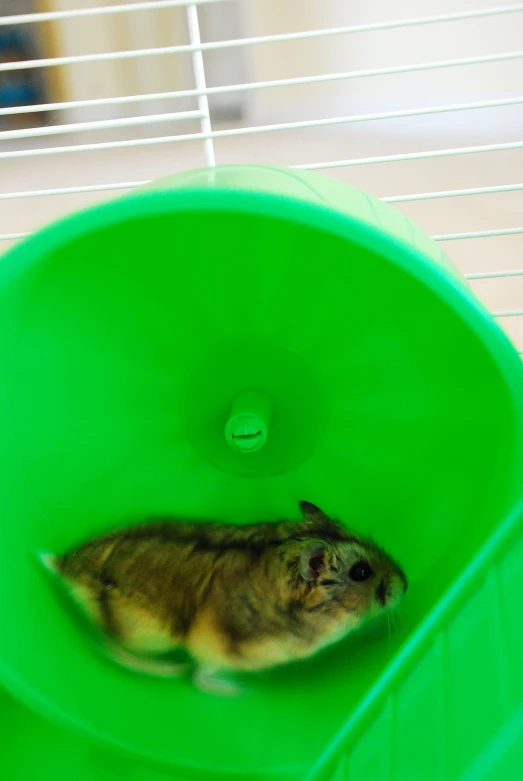 a hamster is in a green bowl on a shelf