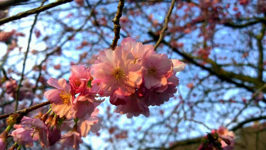 flowers in a tree with blue sky background