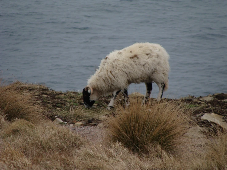 a sheep grazing on grass with its head down