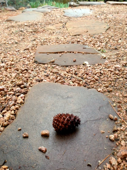 a rock on the ground that has a round brown object on top