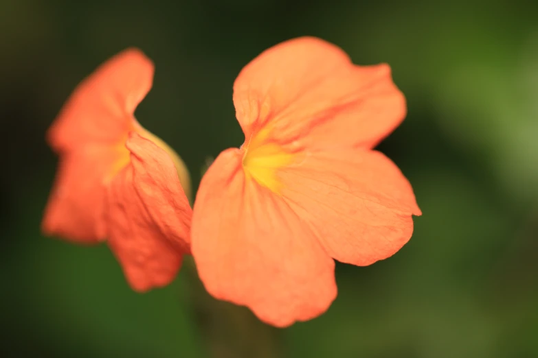 close up of a bright orange flower with leaves