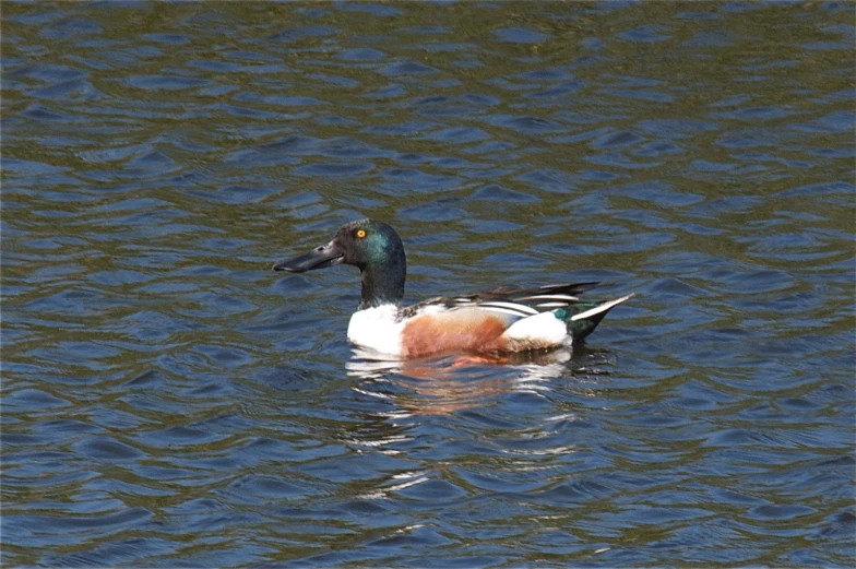 a colorful, ducky floating on a lake