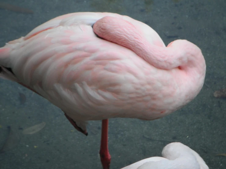 a pink bird is standing near water