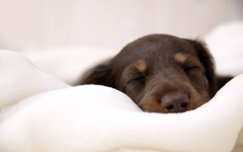 a black dog with long brown eyes sleeping on a blanket