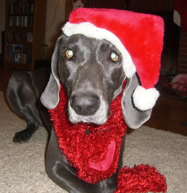 a dog in a santa hat sitting on the floor