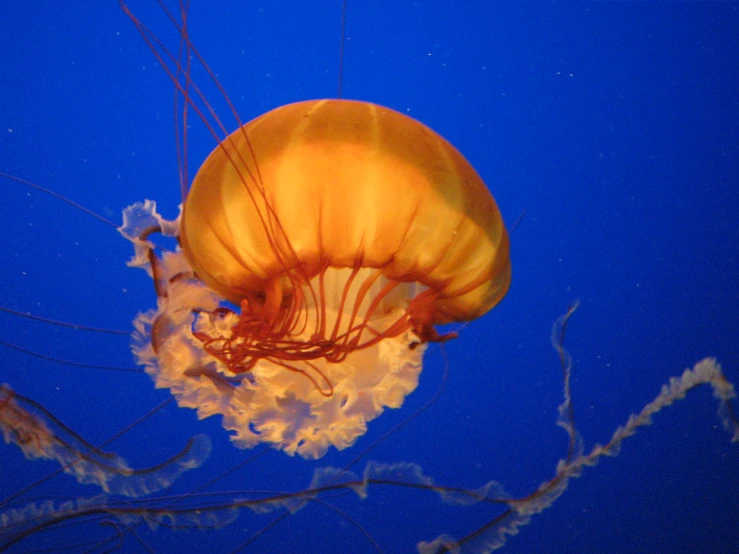 an orange and white jellyfish with no head