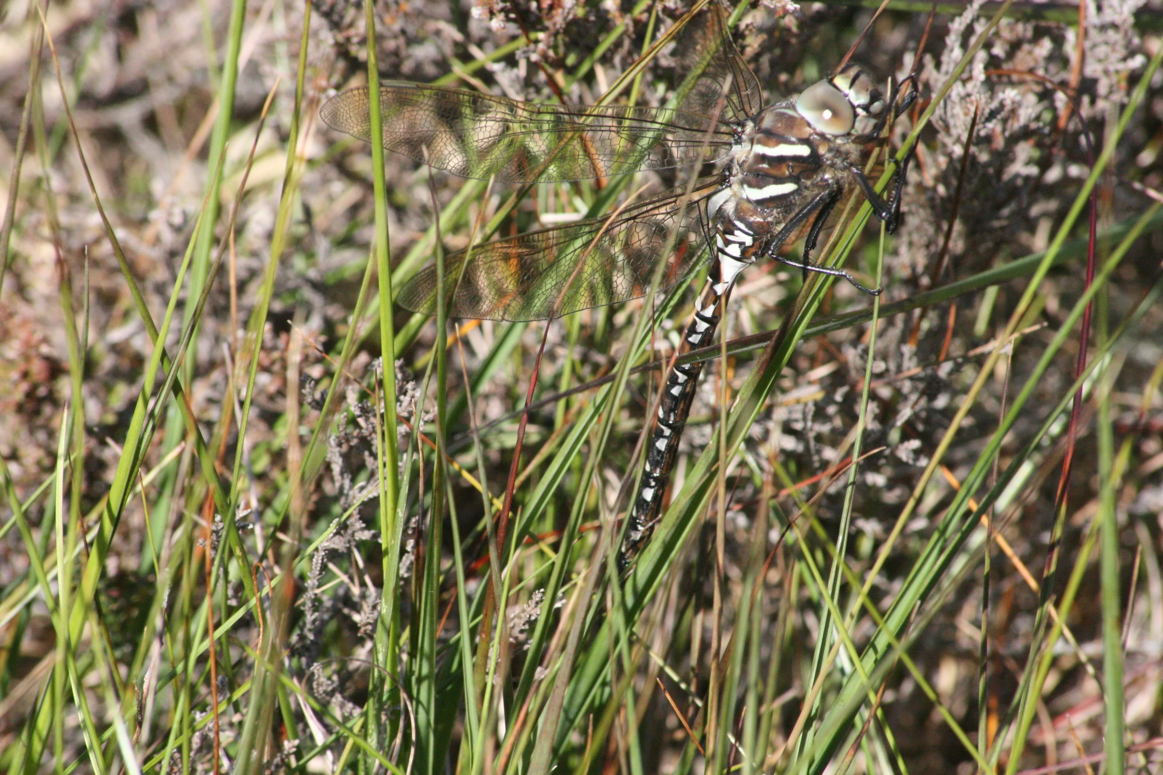 a grasshopper with stripes and black spots, is seen