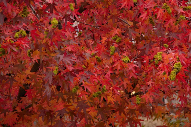 a red tree in full fall colors is shown with green berries