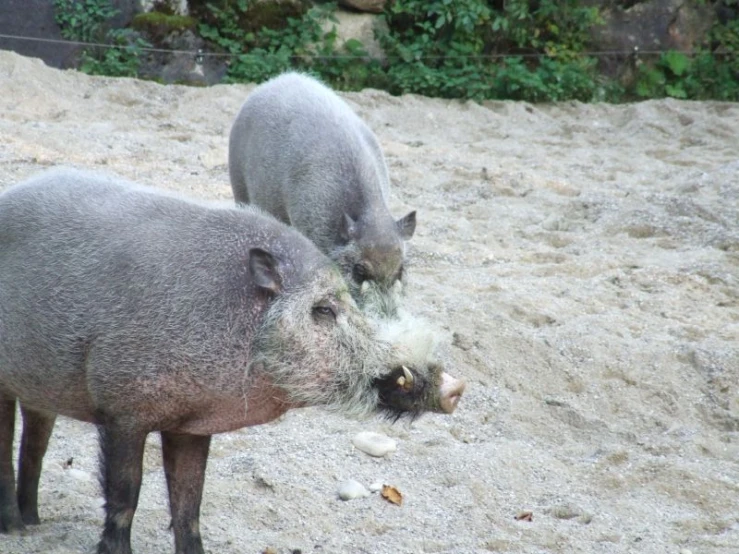 two piglets standing together in sand near some bushes