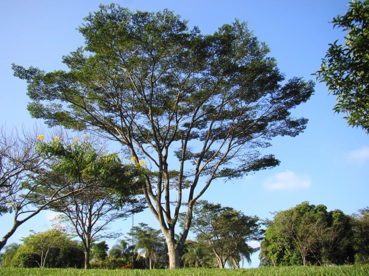 a blue sky and lots of green trees