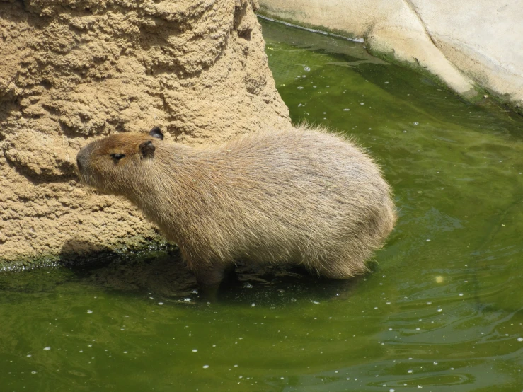 a capy bottom with its mouth on water