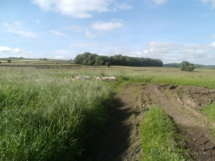 animals roaming in a field on an overcast day