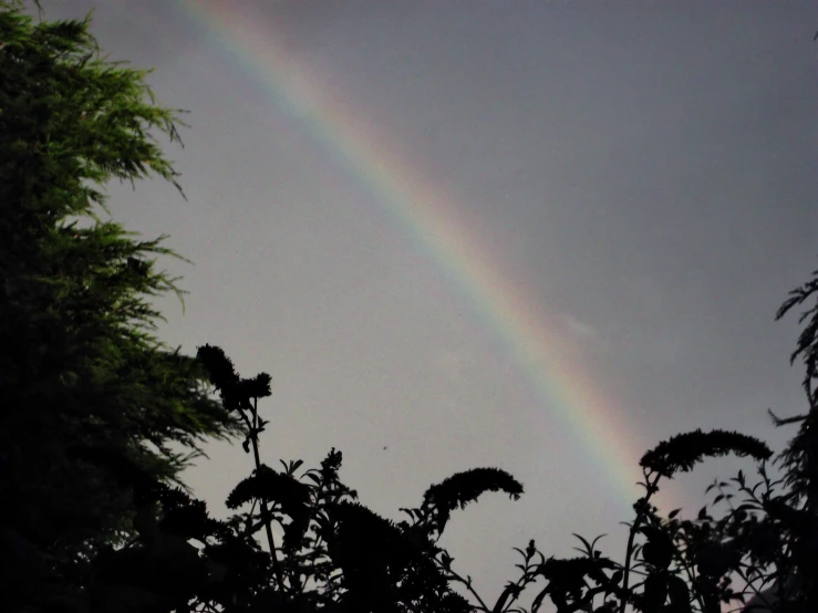 a rainbow shines in the sky above a tree line