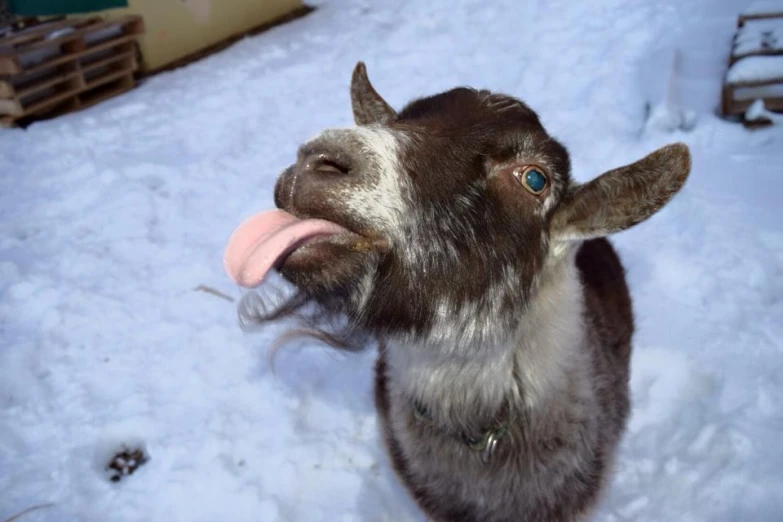 a goat sticks its tongue out to the camera