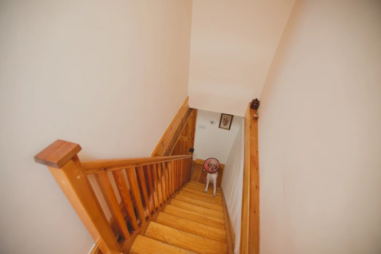 a dog is standing at the top of the stair railing