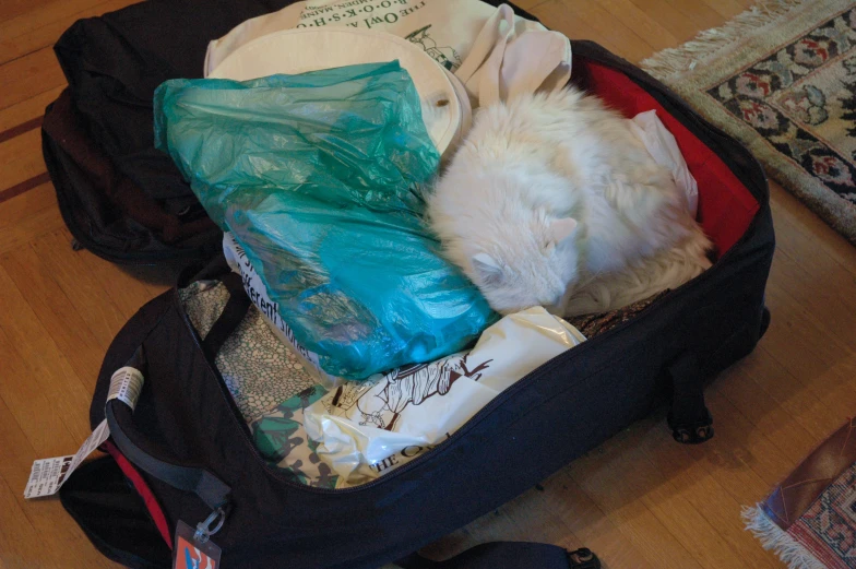 white dog sleeping inside a blue packed suitcase