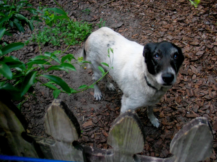 a small dog that is standing on the dirt