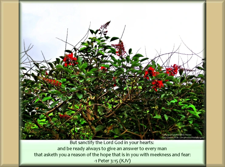 a bunch of bushbery with red flowers and a poem