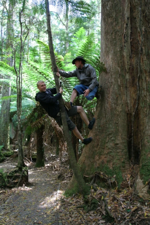 some people climbing up and around a tree