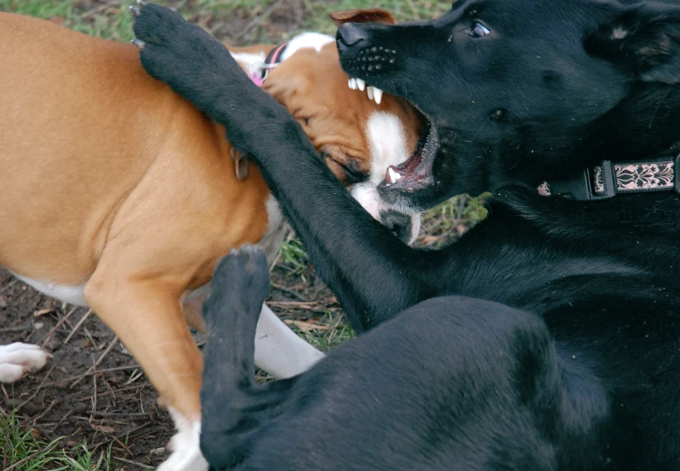 two dogs playing with each other in the grass