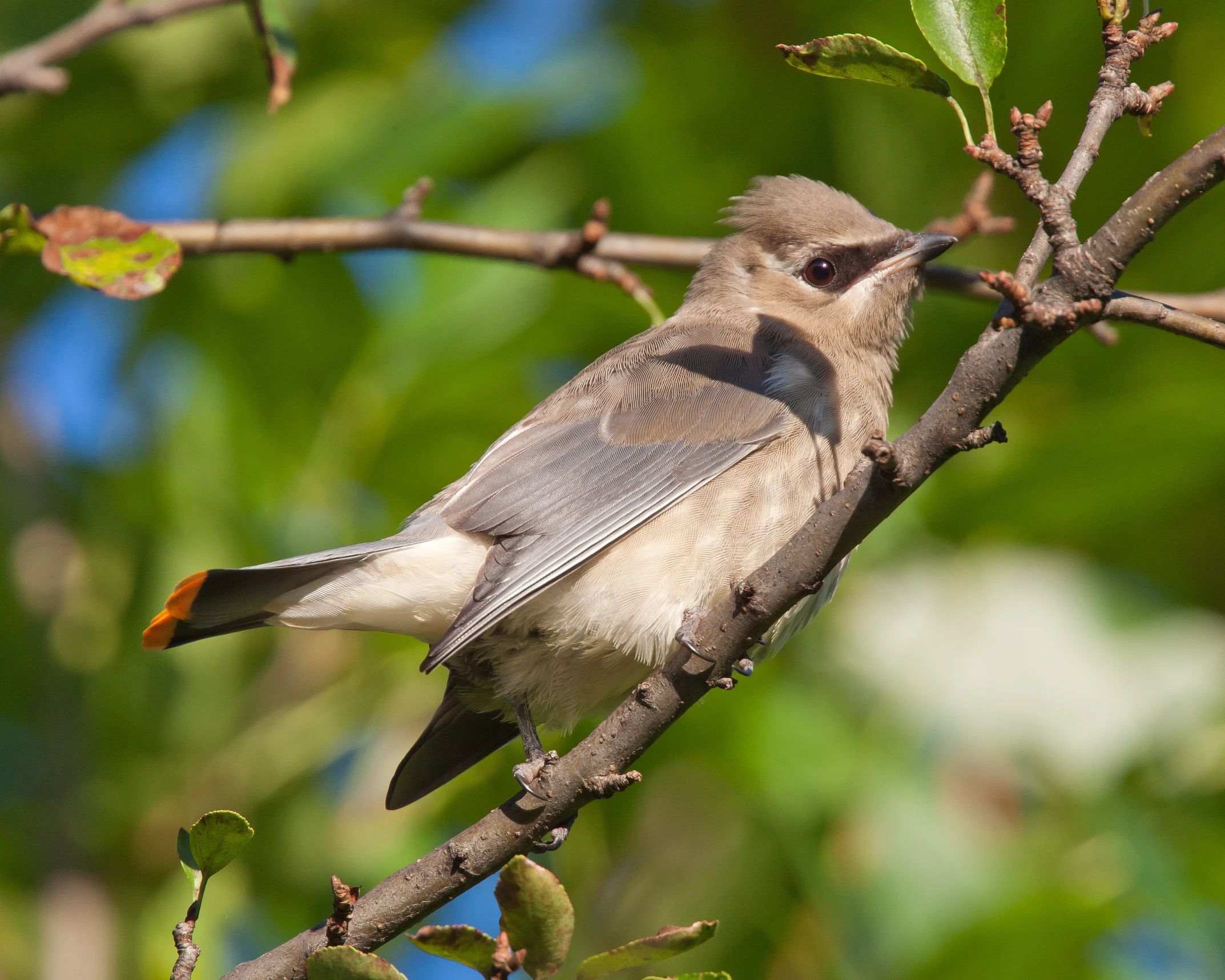 a bird sitting on a nch in a tree