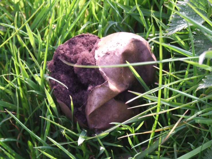 a brown and white mushroom in the grass