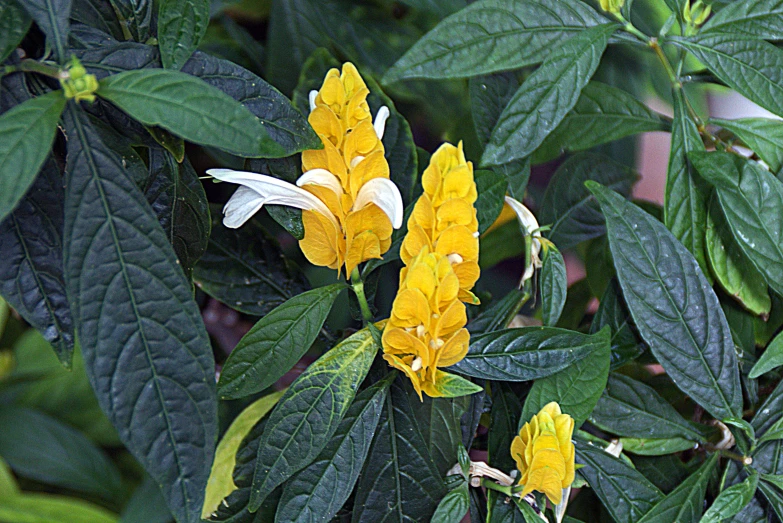 a cluster of bright yellow flowers are seen in the foreground