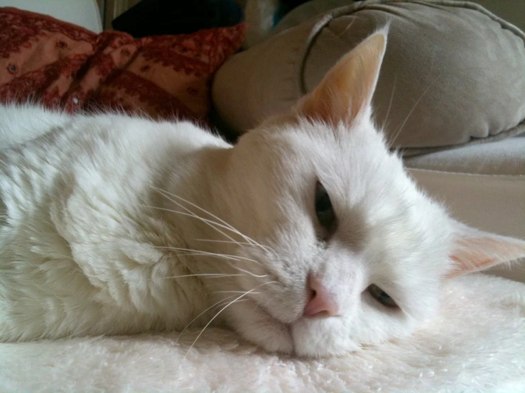a white cat laying on top of a bed