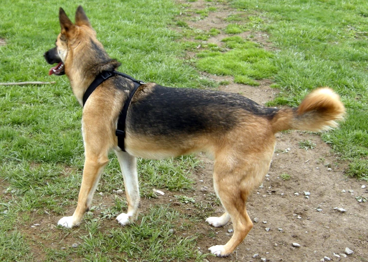 a dog that is outside in the grass