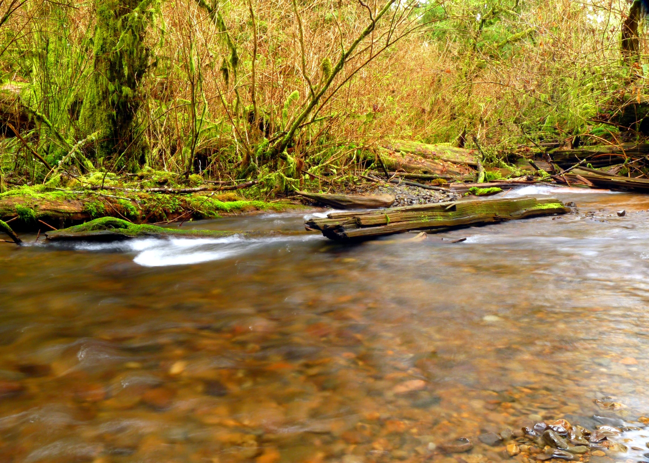 a stream running through a lush green forest