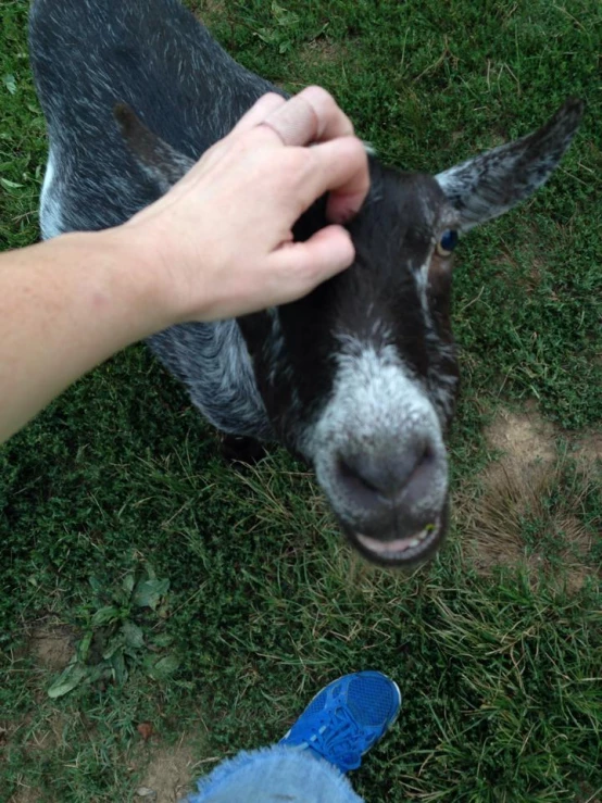 a person pets the head and back of a goat