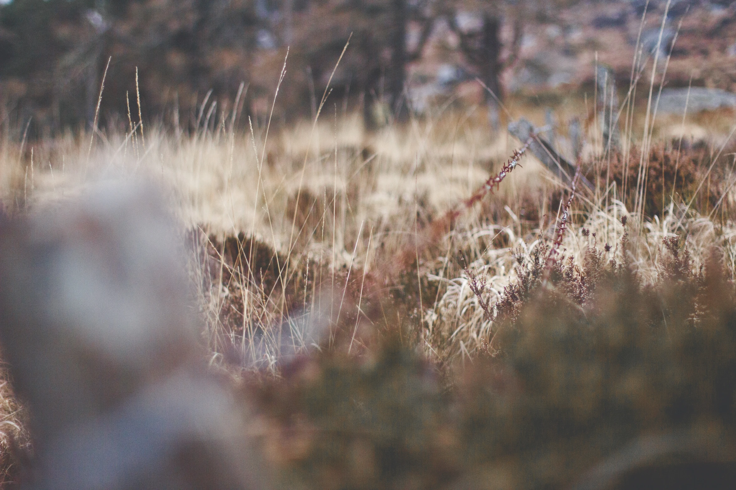 blurry pograph of grass and some trees