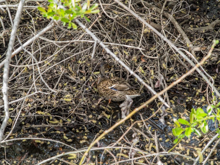 an animal that is in the bushes by some nches