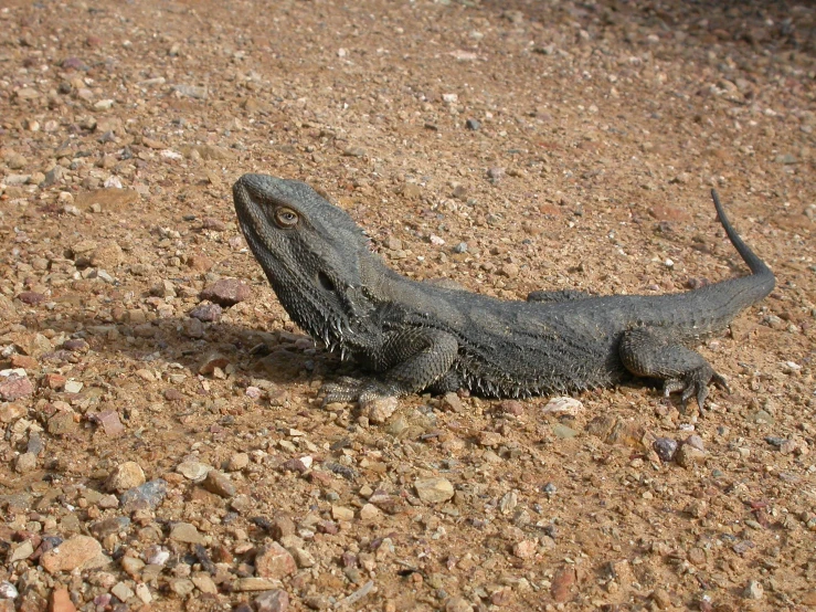 a lizard on the ground next to rocks