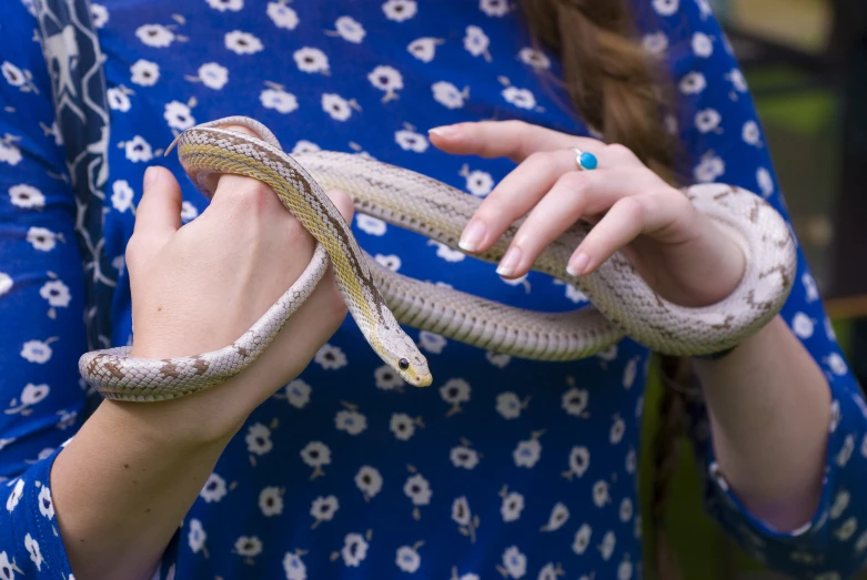 a woman holds two large snakes in both hands