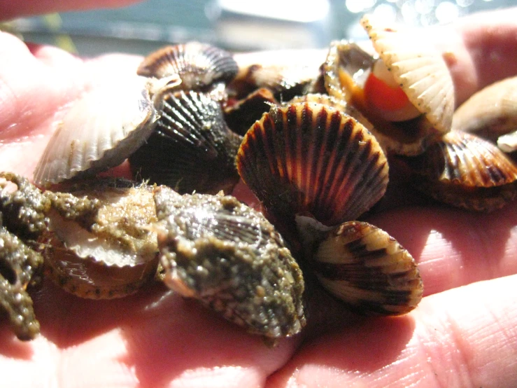 a hand holding various shells on a white surface