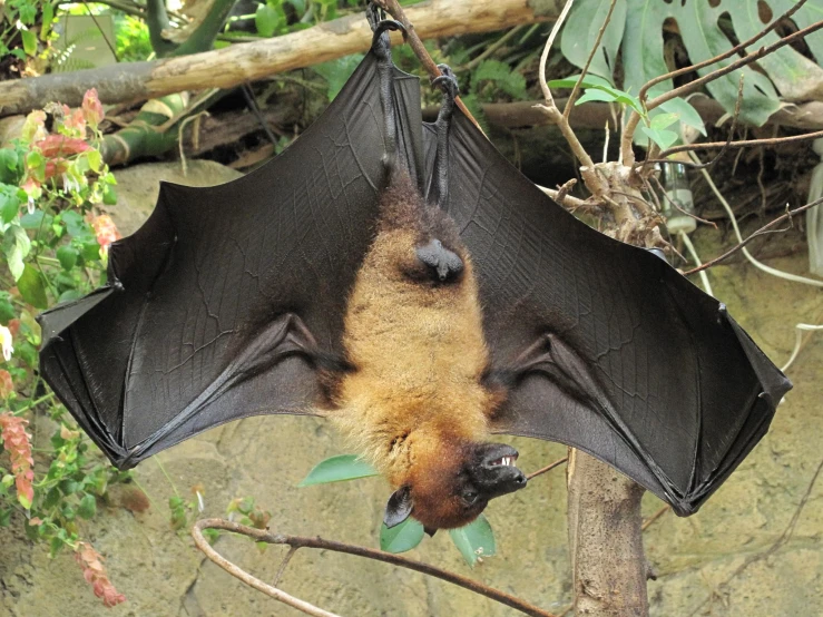 the brown bat is laying upside down on the nch